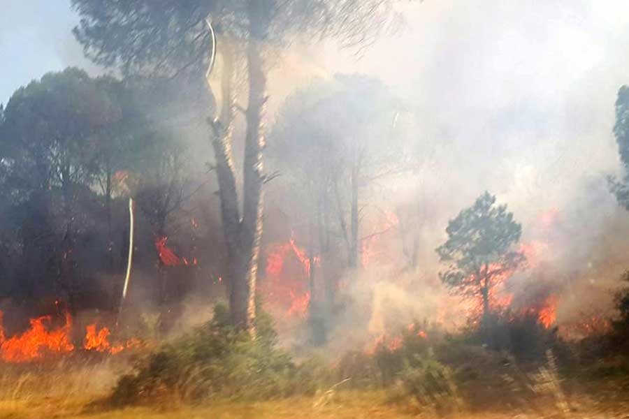 Belek'te orman yangını: 1.5 hektarlık alan zarar gördü