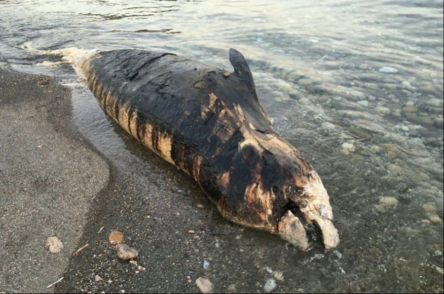 Antalya'da balina ölüsü karaya vurdu