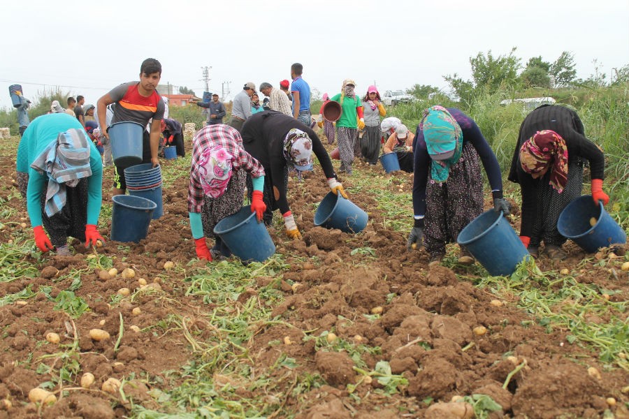 Tarım işçisi kadınların payı: Çocuk evlilik, çocuk işçilik