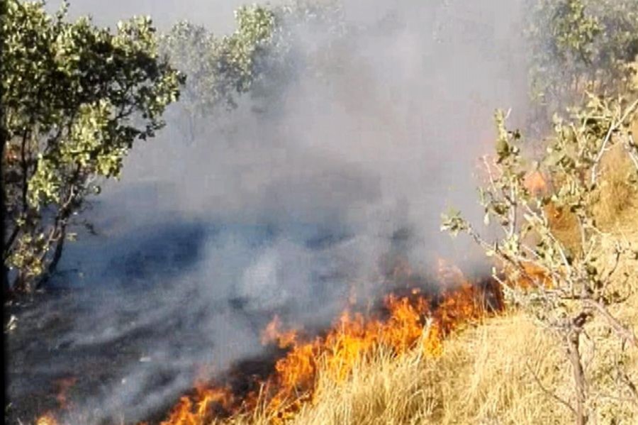 Mardin'de 20 hektar orman alanı yandı