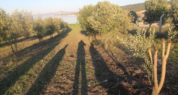 Vurun zeytin ağacına!