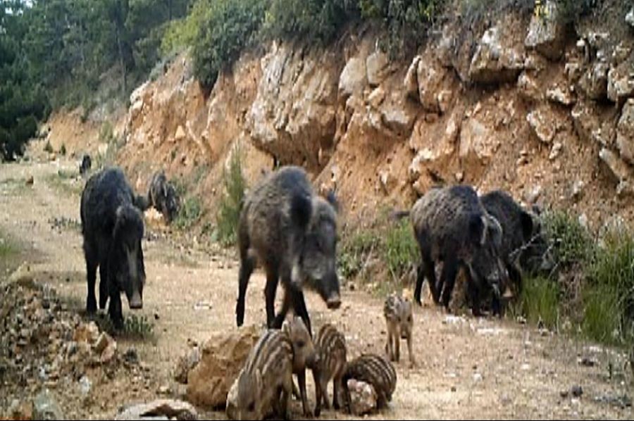 Burdur yaban hayatı fotokapanla görüntüleniyor