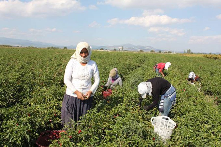 Biber tarlasında patron ve dayıbaşları sömürüsü