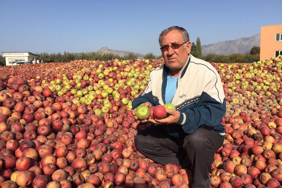 Elmalar 10 kuruşa bile alıcı bulamıyor