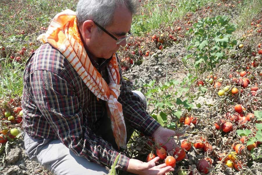 Küçük çiftçilik yok oluyor, tekeller güç kazanıyor