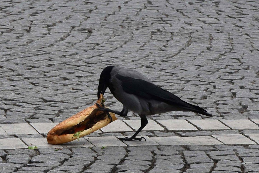 Karganın öğle yemeği ziyafeti: Ekmek arası döner