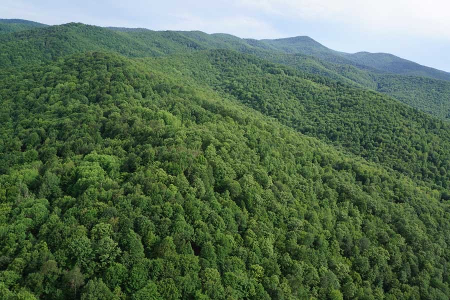 Belgrad ormanında kesilecek ağaçlar işaretlendi