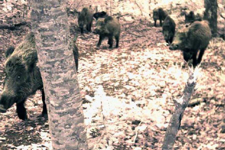 Yaban hayatı fotokapanla görüntülendi