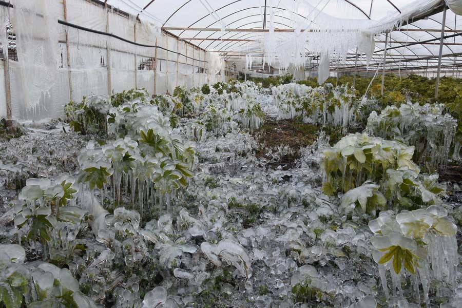 Meteorolojiden zirai don uyarısı