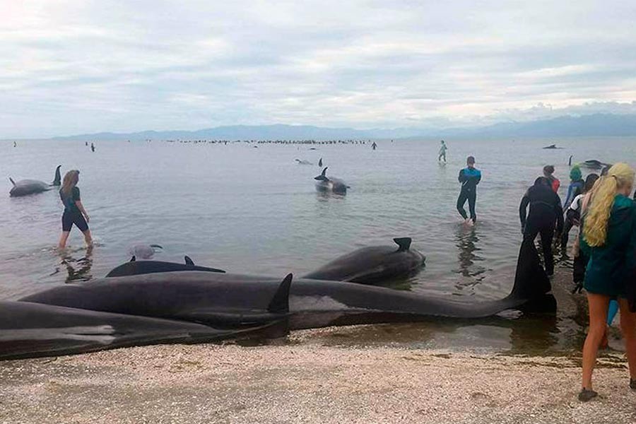 Yeni Zelanda'da karaya vuran 300 balina öldü