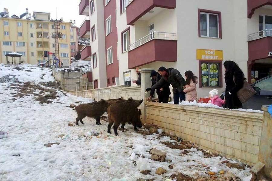 Dersim'de mahalleye inen yaban domuzlarını beslediler