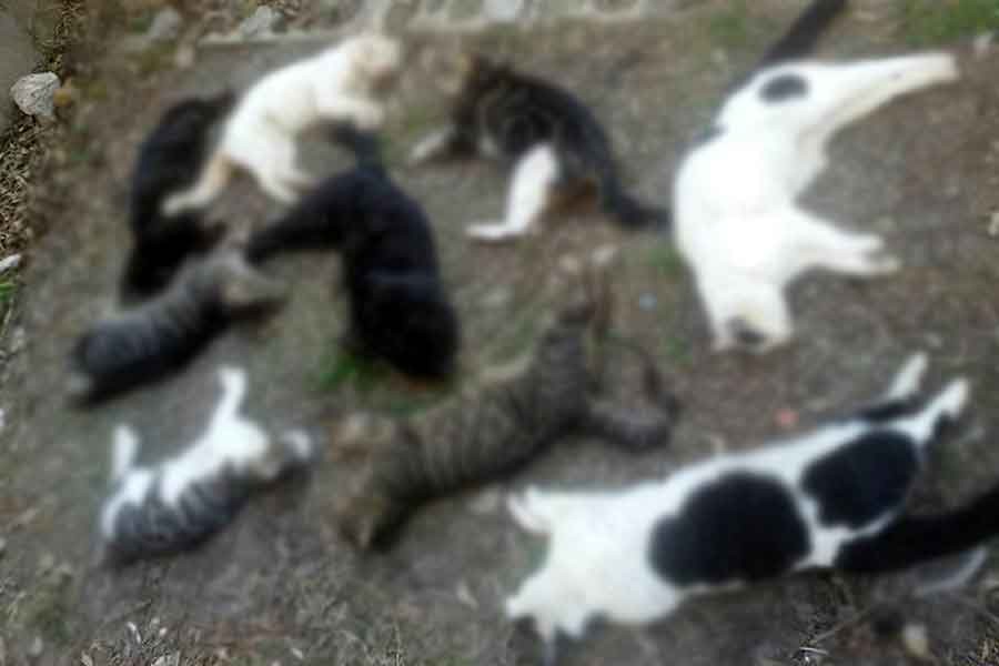 Alanya'da 30 kedi katledildi