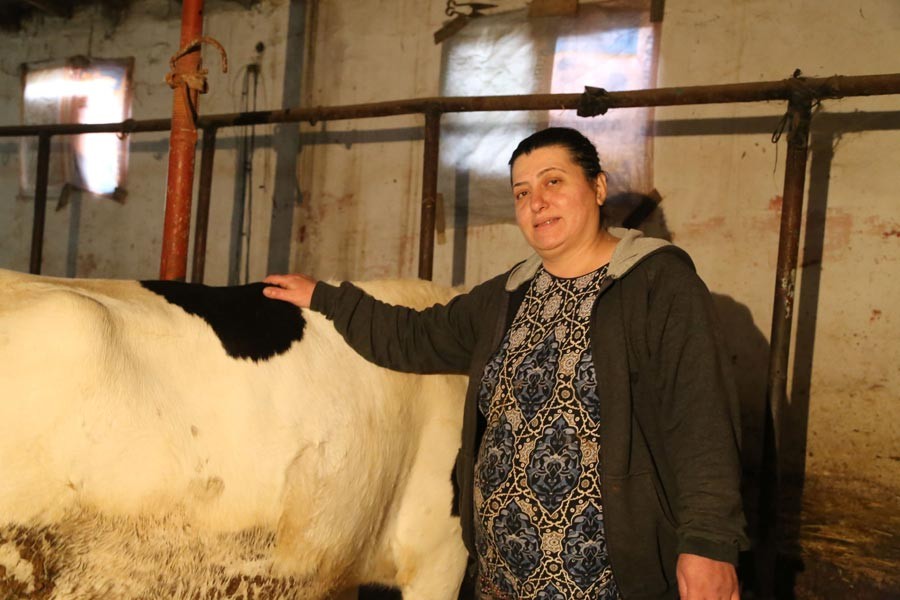 Hayvancılık yapan Asuman Gök: İneklerim için ‘hayır’