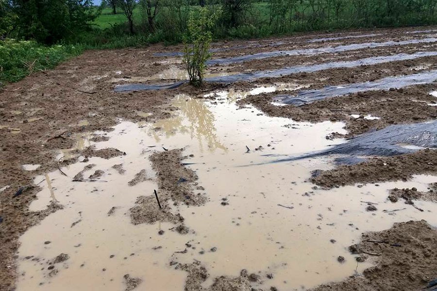 Korkuteli'de dolu etkili oldu: 3 küçükbaş hayvan öldü