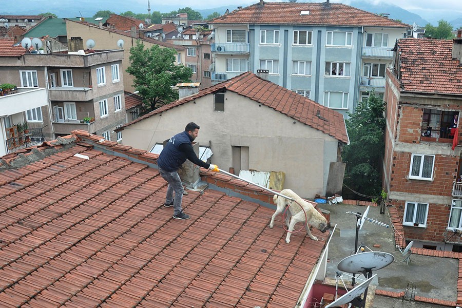 Çocukların zulmettiği köpeği çatıdan ekipler kurtardı