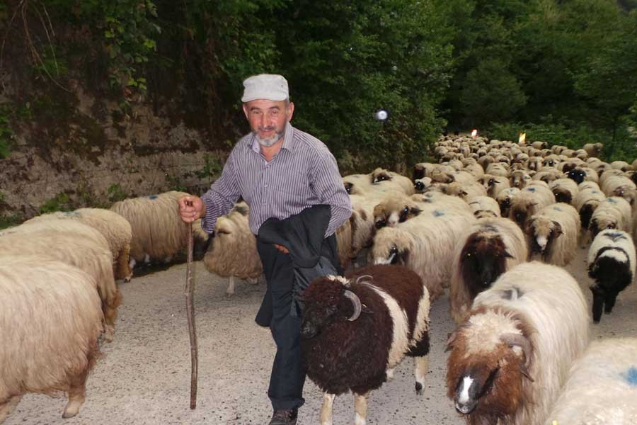 Orta Karadeniz’de yaylalara göç başladı