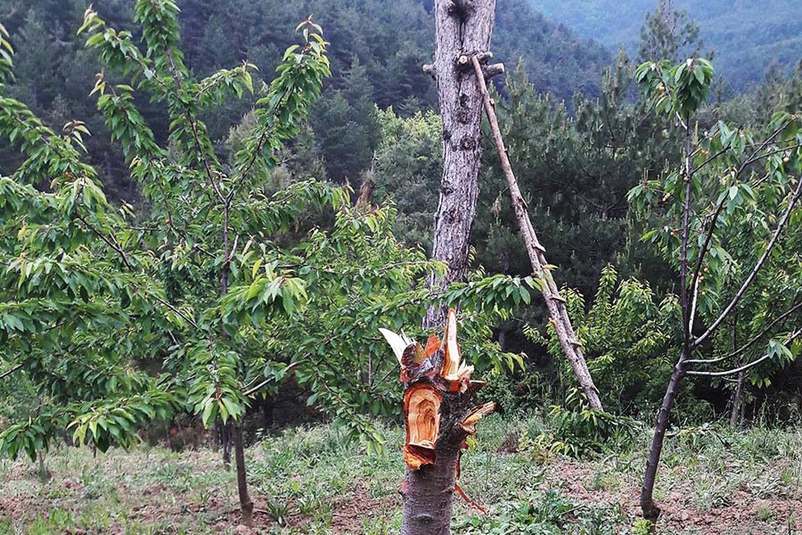 Bahçeye giren ayılar kirazları yedi