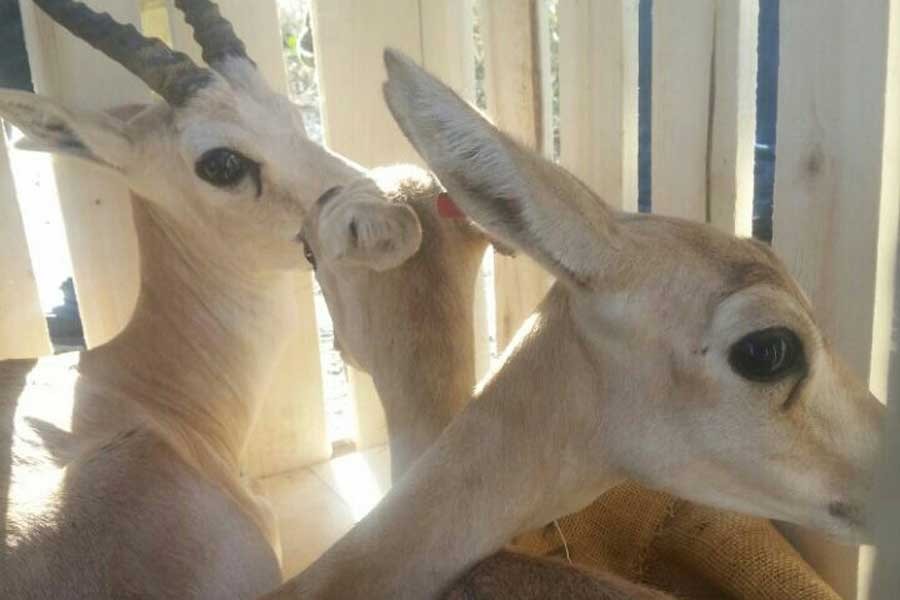 Durdurulan minibüsten ceylan çıktı