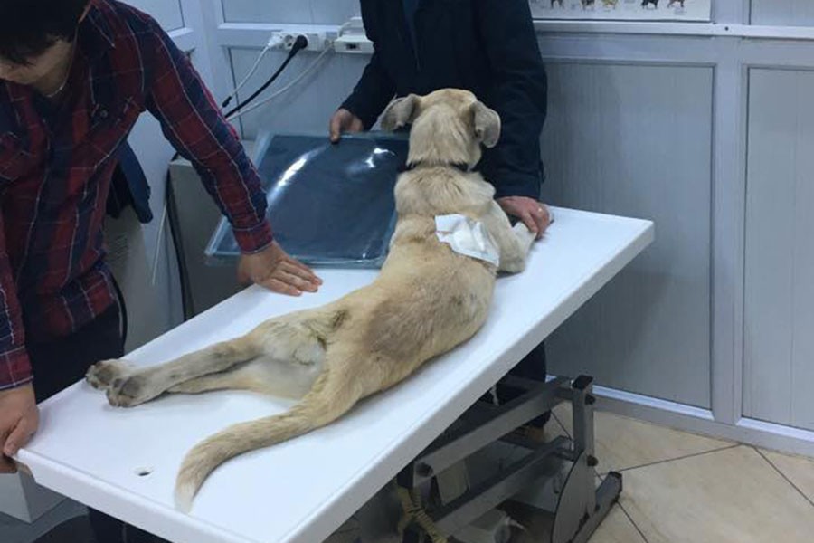 Komşusunun köpeğini 'tavuklarımı yiyor' diyerek vurdu!