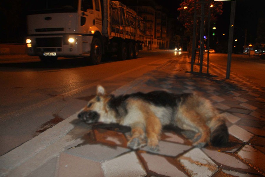 Midibüs şoförü köpeğe çarpıp kaçtı