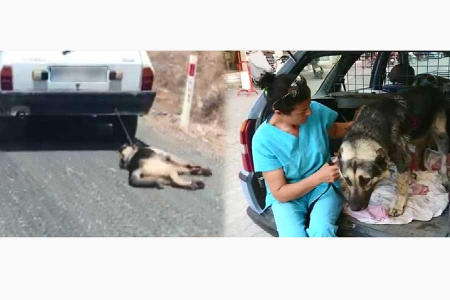 Köpeğe işkence: Otomobile bağlayıp sürükledi