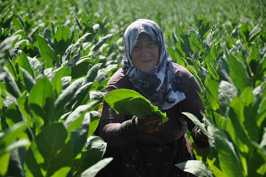 Marmara'nın tütün yetiştiren tek mahallesinde hasat zamanı