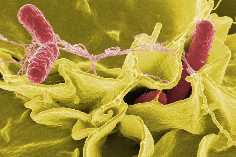 Sofralarınızda Salmonella bakterisi olabilir