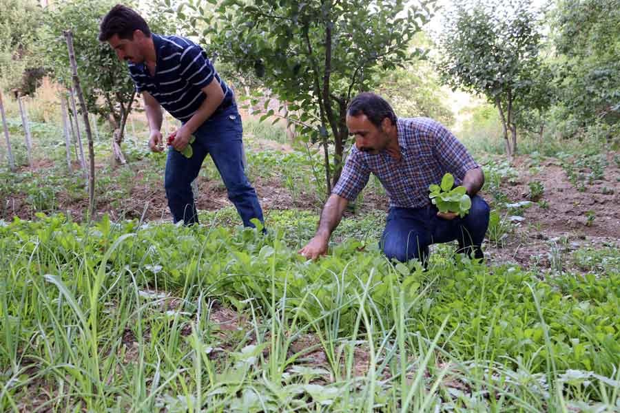 İhraç edilen şube başkanları şimdi tarlada