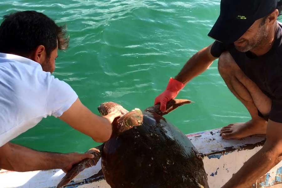 Misina ile dubaya bağlanan Caretta caretta kurtarıldı