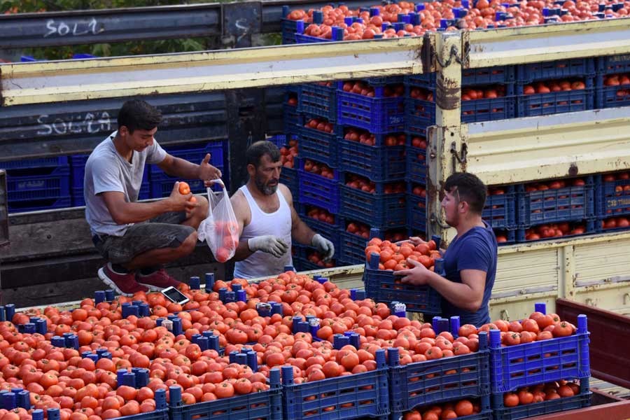 Domates üreticisi borçlarını  nasıl ödeyeceğini düşünüyor