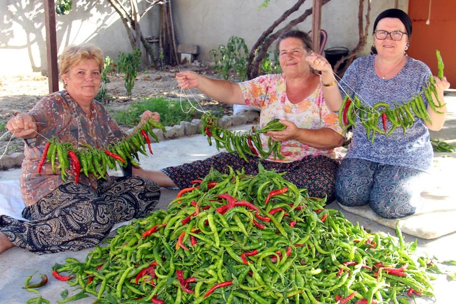 Edirne’de ‘acı’ hasat başladı