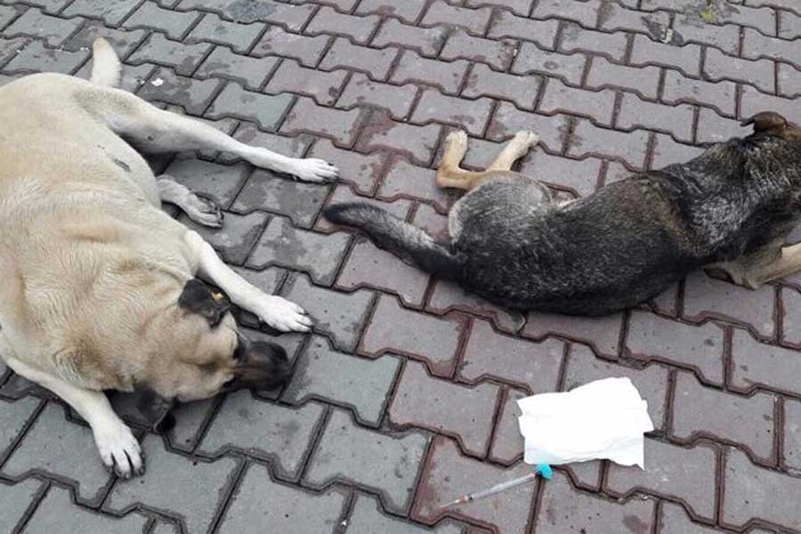 Eyüpsultan'da 100'den fazla köpeğin toplanması tepki çekti