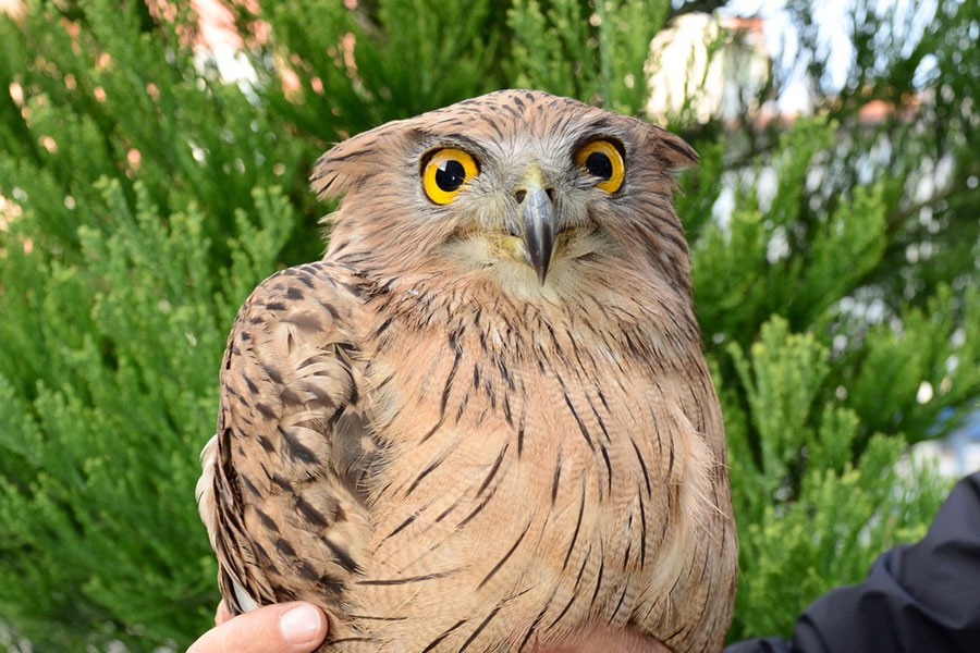 Burdur'un 280. kuş türü, balık baykuşu oldu