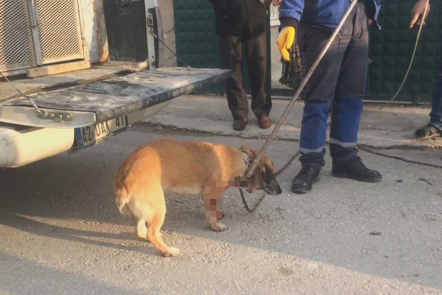 Bahçede havlayan köpeği bıçaklayıp kaçtı