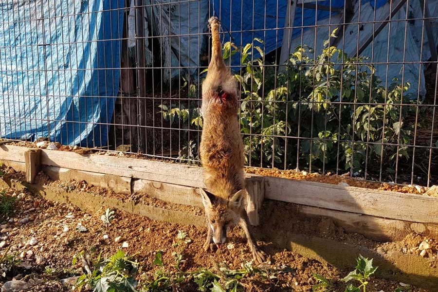 Yavru tilkinin kuyruğunu kestiler, ayaklarından tele astılar