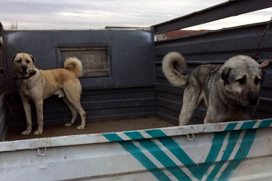 Sarıoğlan’da köpek dövüştüren 5 kişiye para cezası