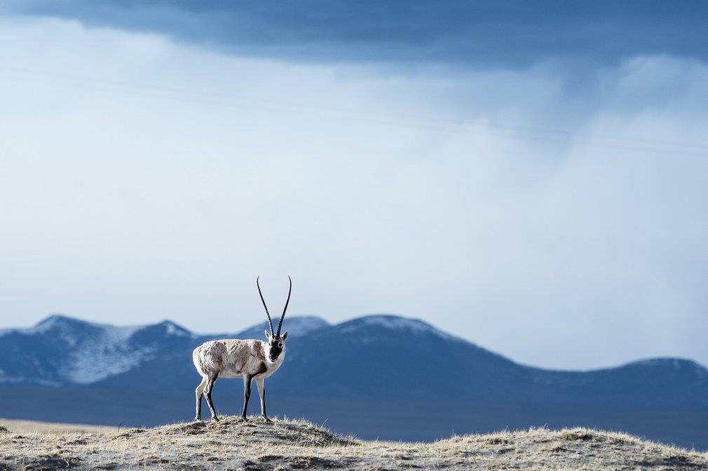 Tibet Antilobu